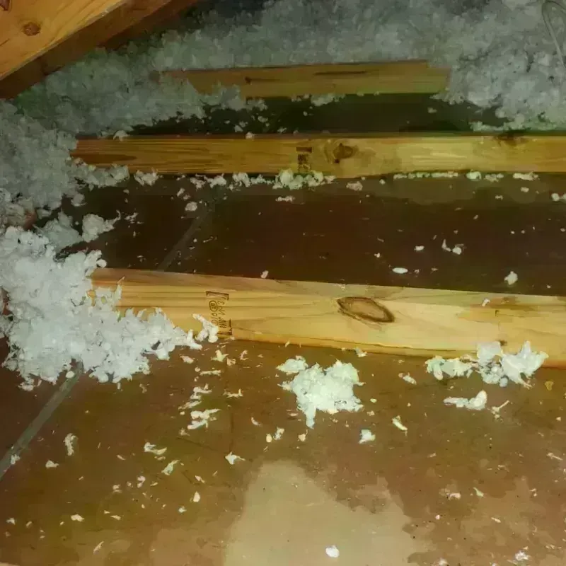 Attic Water Damage in Virginia Gardens, FL