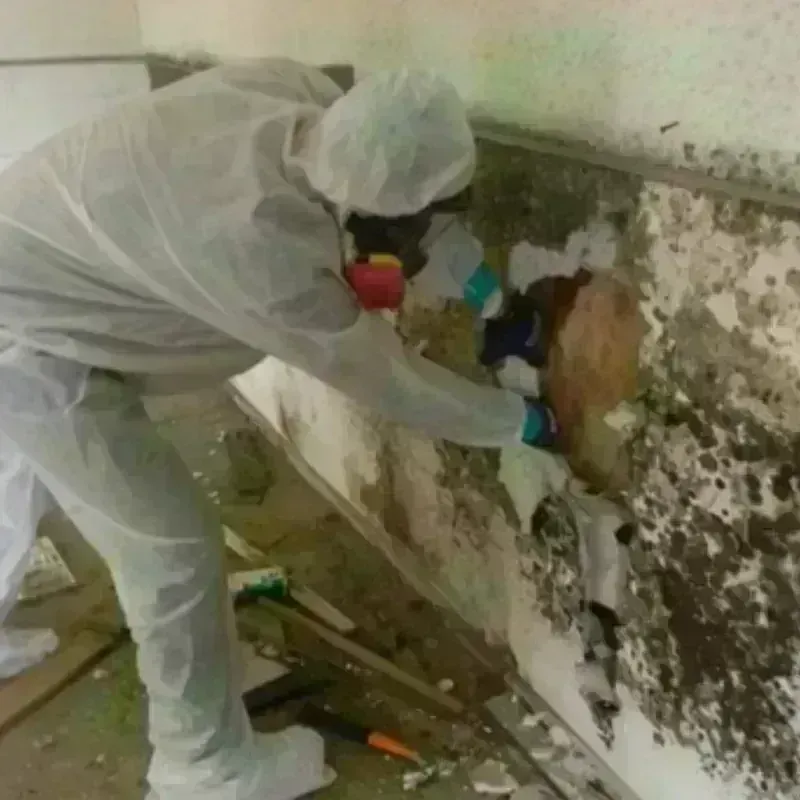 Mold Remediation and Removal in Virginia Gardens, FL